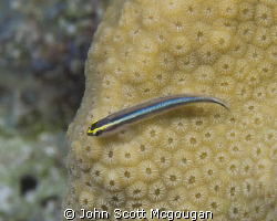 Sharknose Goby inbetween flits on a coral head. by John Scott Mcgougan 
